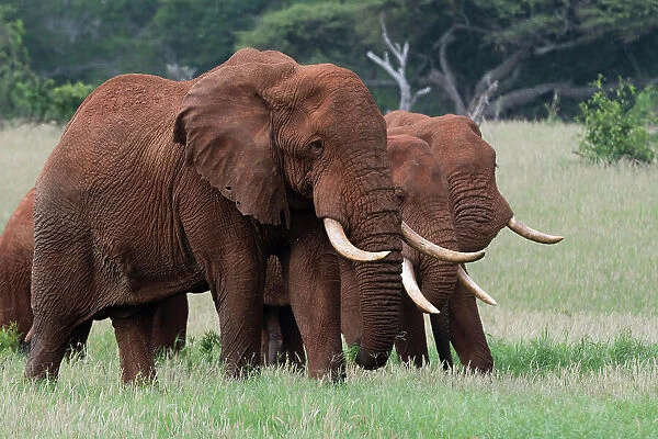 African elephants, Loxodonta africana, Tsavo, Kenya. Date: 14-12-2017