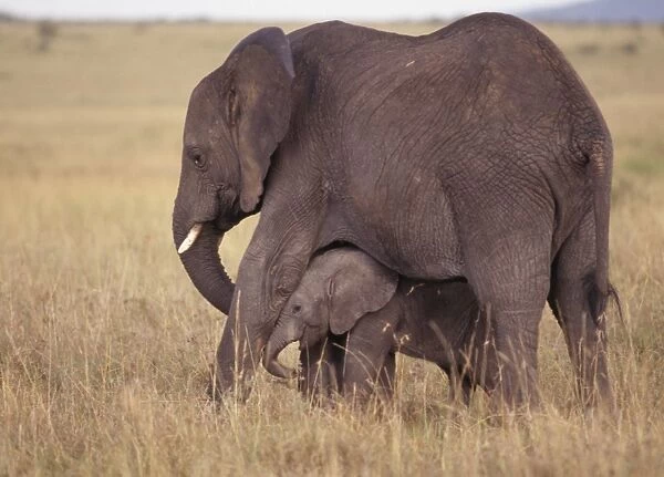 African Elephants - Mother & Baby Maasai Mara, Kenya, Africa