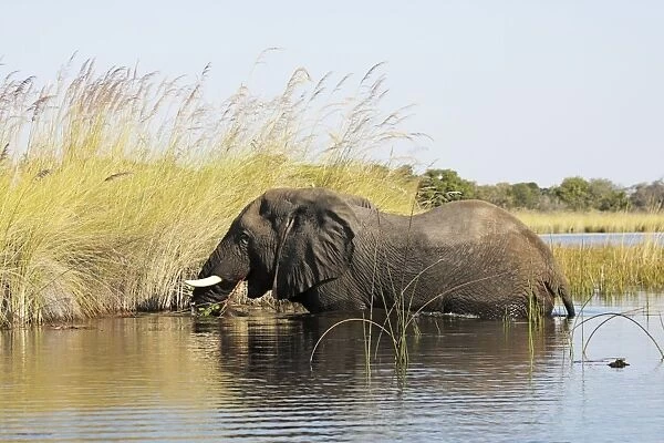 African Elephants in Okawango river, Moremi game reserve, Botswana