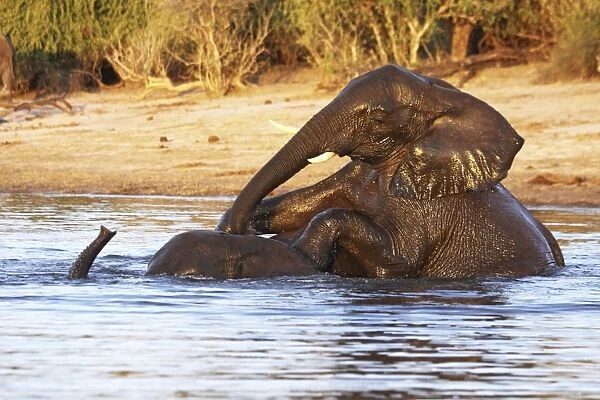 African elephants playing in Chobe river, Chobe national park, Botswana