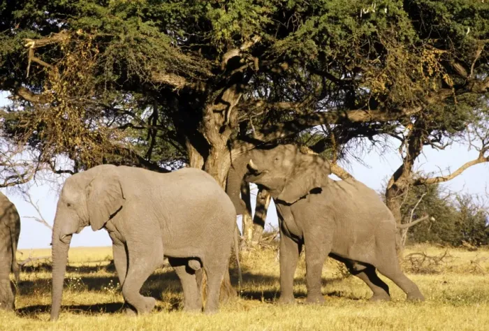Framed Print : African Elephants - shaking down Camelthorn pods to eat - Botswana Framed Print : African Elephants - shaking down Camelthorn pods to eat - Botswana