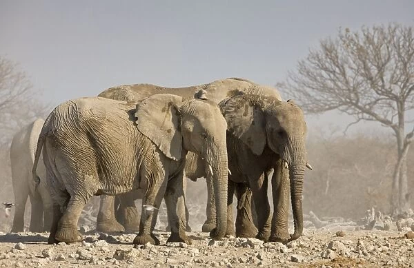 African Elephants Standing close together Etosha National Park, Namibia, Africa
