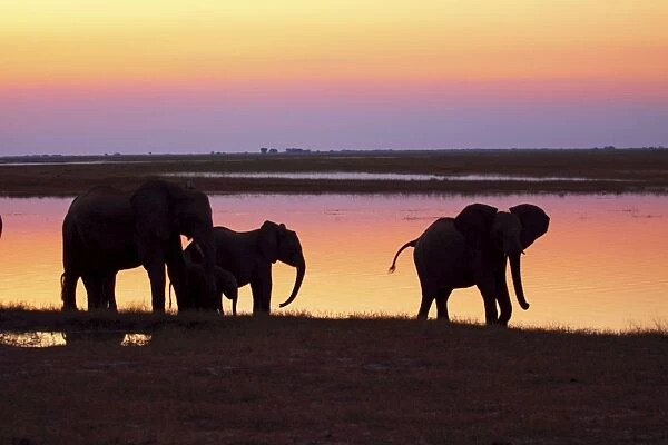 African elephants at sunset, Chobe national park, Botswana