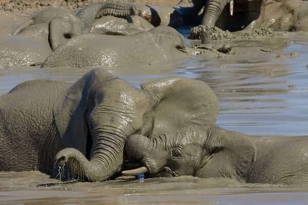 African Elephants trunk-wrestling while playing in waterhole. Addo Elephant National Park, Eastern Cape, South Africa