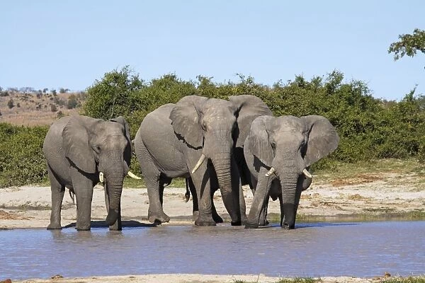 African Elephants at waterhole, Savuti, Botswana