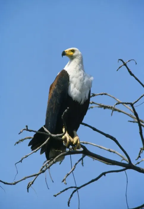 Framed Print : African Fish Eagle Framed Print : African Fish Eagle