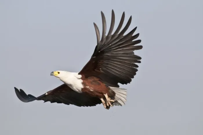 Framed Print : African Fish Eagle - in flight - Okavango River - Botswana Framed Print : African Fish Eagle - in flight - Okavango River - Botswana