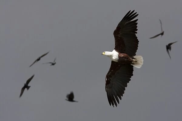 African fish eagle - Single adult in flight, Wiltshire, England, UK