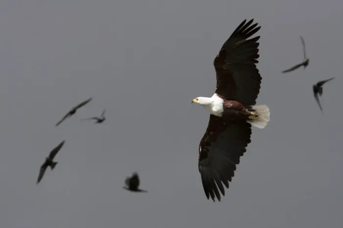 Framed Print : African fish eagle - Single adult in flight, Wiltshire, England, UK Framed Print : African fish eagle - Single adult in flight, Wiltshire, England, UK