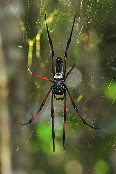 African Golden Orb-web Spider - Andasibe-Mantadia National Park - Madagascar