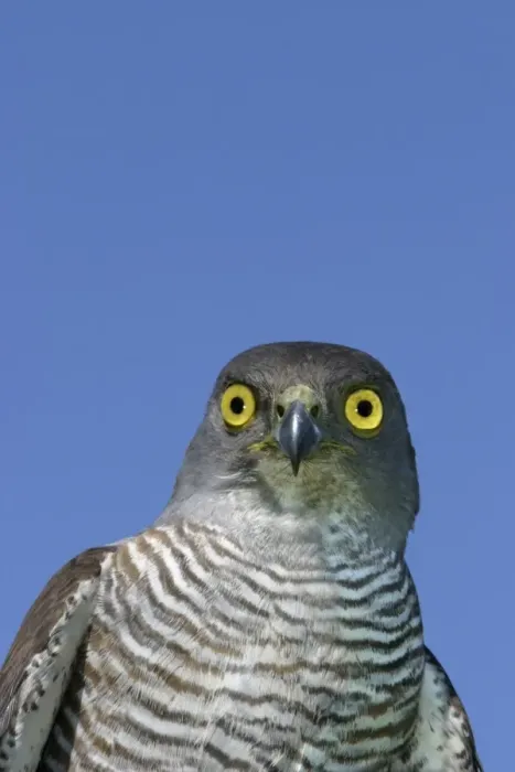 Framed Print : African Goshawk. South Africa Framed Print : African Goshawk. South Africa