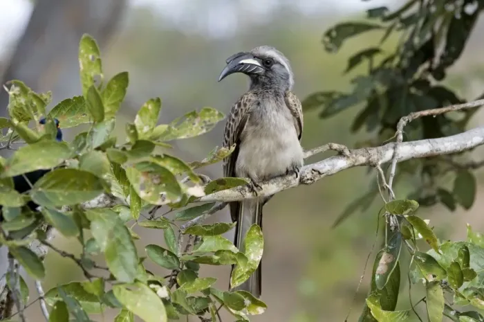 Framed Print : African Grey Hornbill - male - Sub-Saharan Africa. Kruger National Park, South Africa Framed Print : African Grey Hornbill - male - Sub-Saharan Africa. Kruger National Park, South Africa
