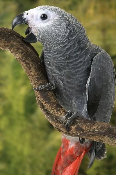 African Grey Parrot. Rainforest - Concuati - Congo