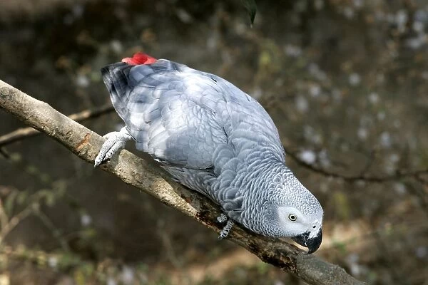 African Grey Parrot. Zambia