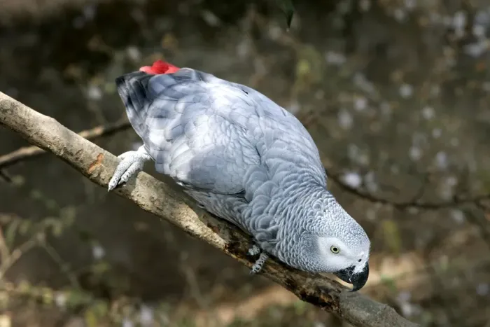 Framed Print : African Grey Parrot. Zambia Framed Print : African Grey Parrot. Zambia