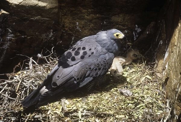 African Harrier-hawk - at nest with chick 