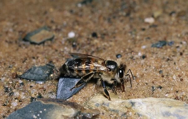 African Honey Bee ASW 3595 Drinking from wet sand, S. Africa Apis mellifera © Alan Weaving  /  ARDEA LONDON