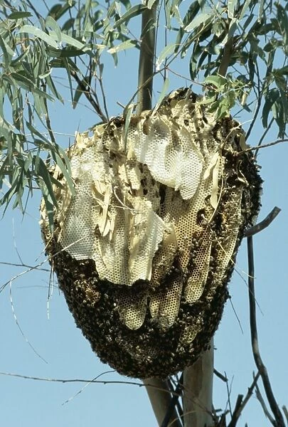 African Honey Bee's Nest PS 5418 Latin name © Peter Steyn  /  ARDEA LONDON