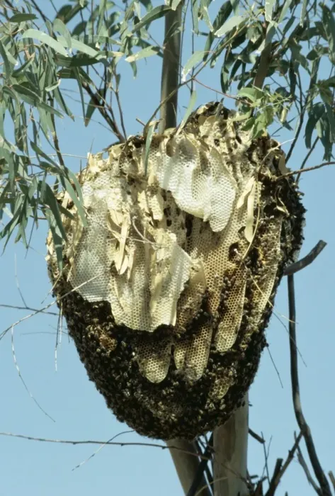 Framed Print : African Honey Bee's Nest PS 5418 Latin name © Peter Steyn / ARDEA LONDON Framed Print : African Honey Bee's Nest PS 5418 Latin name © Peter Steyn / ARDEA LONDON