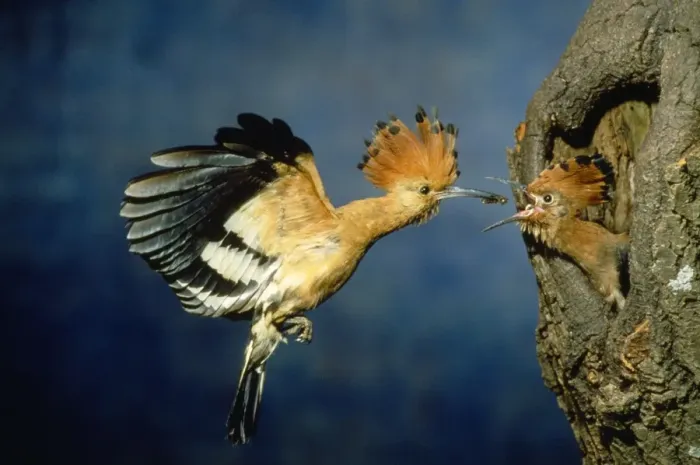 Framed Print : African Hoopoe - feeding young Framed Print : African Hoopoe - feeding young