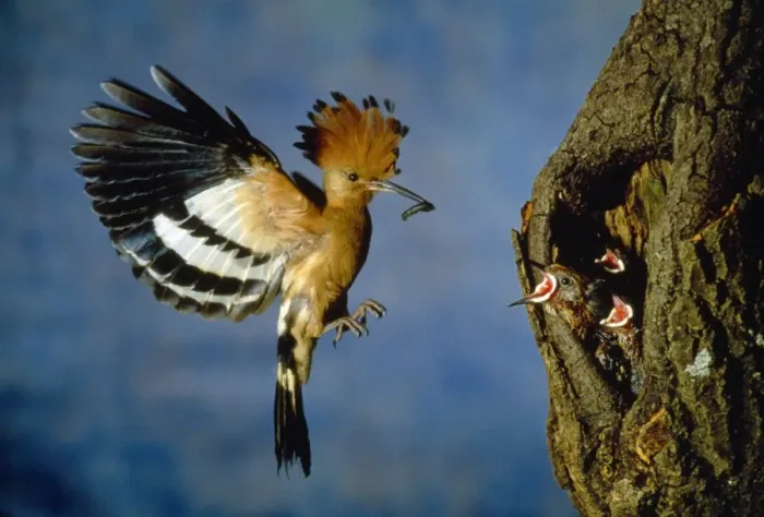 Framed Print : African Hoopoe - feeding young at nest Framed Print : African Hoopoe - feeding young at nest