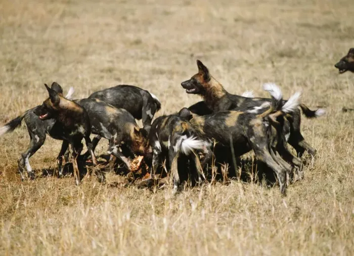 Framed Print : African Hunting Dogs Framed Print : African Hunting Dogs