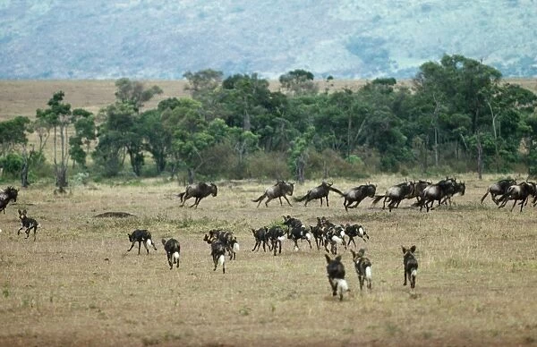 African Hunting Dogs - pack hunting wildebeest