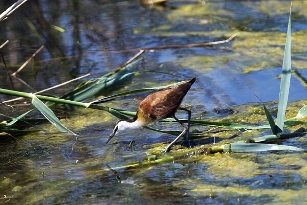 African Jacana. Andries Vosloo Kudu Reserve, nr Grahamstown, Eastern Cape, South Africa