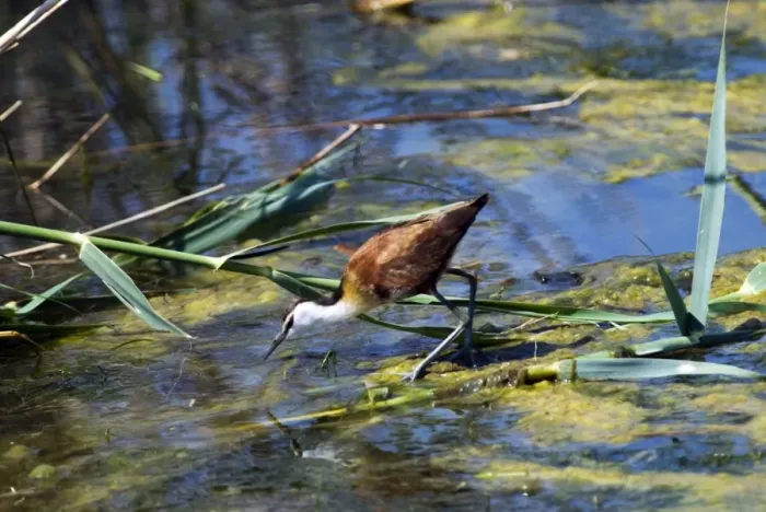 Framed Print : African Jacana. Andries Vosloo Kudu Reserve, nr Grahamstown, Eastern Cape, South Africa Framed Print : African Jacana. Andries Vosloo Kudu Reserve, nr Grahamstown, Eastern Cape, South Africa