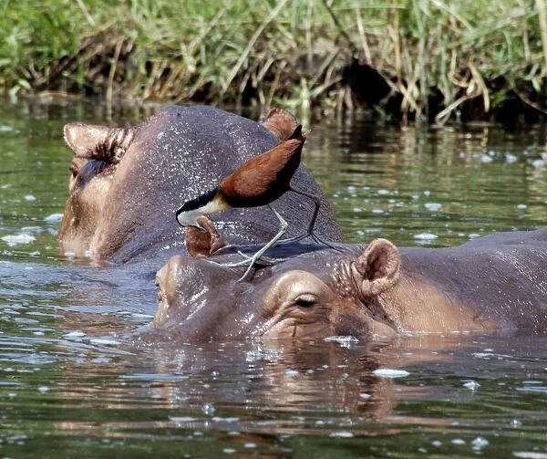 African Jacana looking for food on Hippopotamus - River Nile, Murchison Falls National Park, Uganda Africa