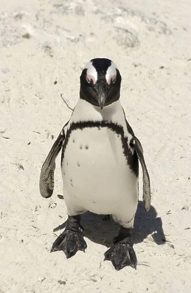 African  /  Jackass Penguin on the beach - South Africa