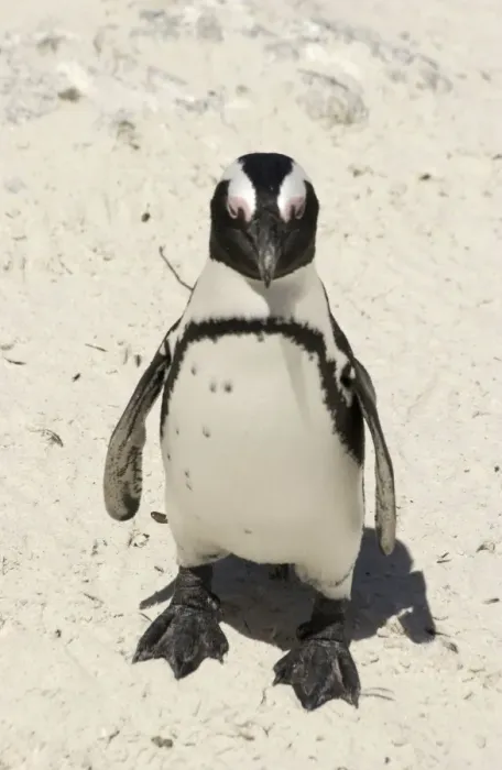 Framed Print : African / Jackass Penguin on the beach - South Africa Framed Print : African / Jackass Penguin on the beach - South Africa