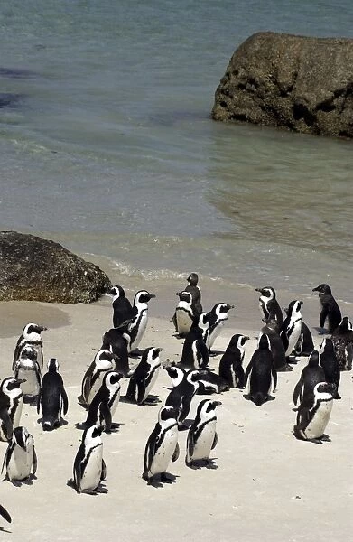 African  /  Jackass penguins on the beach - The Cape South Africa