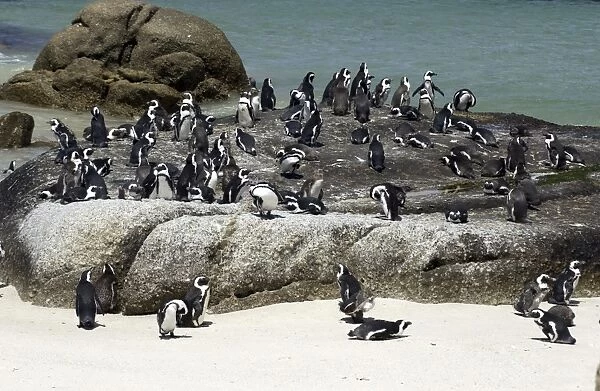 African  /  Jackass Penguins on the beach - South Africa