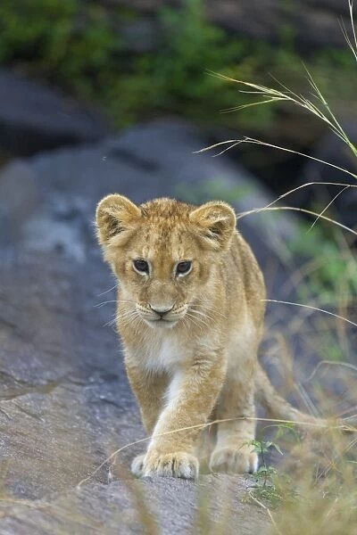 African Lion - 3-4 month old cub - Masai Mara Reserve - Kenya