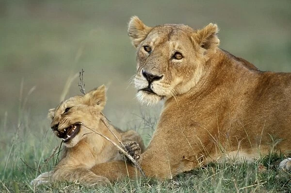 African Lion - Adult with cub
