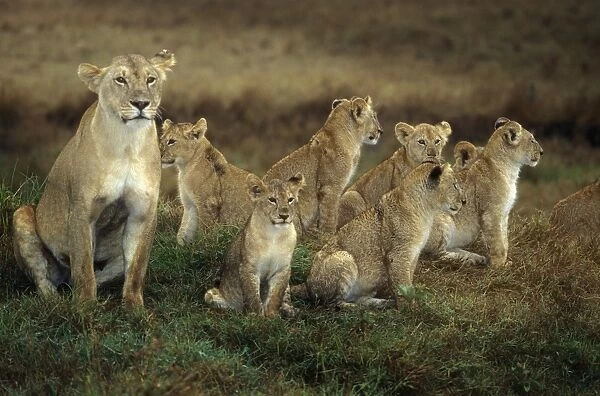 African Lion - Adult with cubs