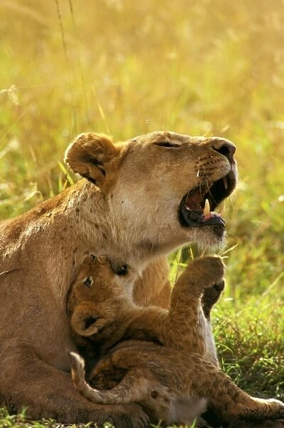 African Lion - Cub playing with mother - Maasai Mara National Reserve, Kenya JFL17430