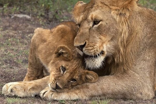 African Lion - cub playing with a subadult male - Ndutu area between Serengeti and Ngorongoro - Tanzania