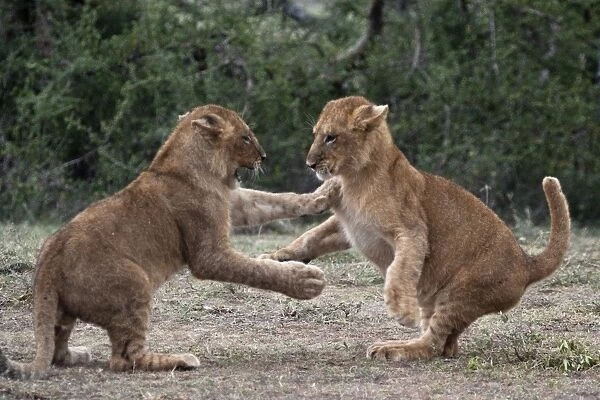African Lion - cubs play-fighting - Ndutu area between Serengeti and Ngorongoro - Tanzania