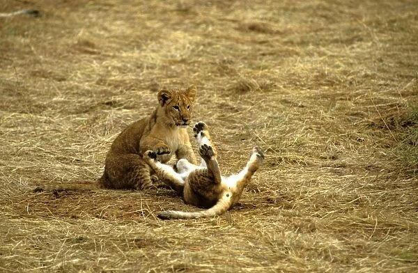 African Lion - cubs playing - Masai Mara National Reserve - Kenya JFL10666