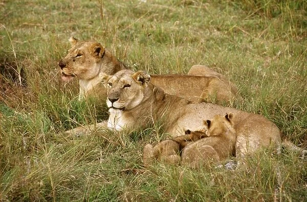 African Lion - cubs suckling - Masai Mara National Reserve - Kenya JFL07343