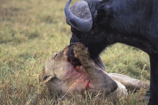 African Lion - female attacking Cape Buffalo - Ngorongoro Conservation Area - Tanzania