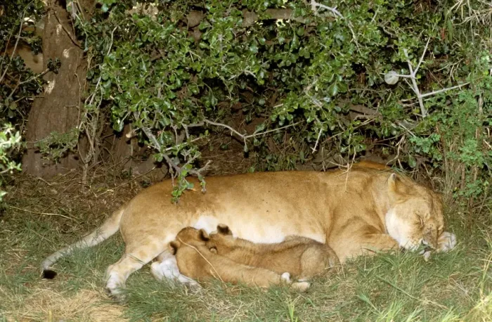 Framed Print : African Lion - female with cubs suckling - sheltering in shade - Masai Mara National Reserve - Kenya JFL07350 Framed Print : African Lion - female with cubs suckling - sheltering in shade - Masai Mara National Reserve - Kenya JFL07350