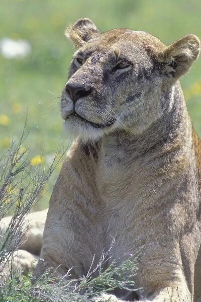 African Lion - female with skin mange - Ngorongoro Conservation Area - Tanzania