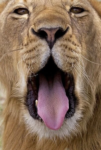 African Lion - lioness with mouth open - Ndutu area between Serengeti and Ngorongoro - Tanzania