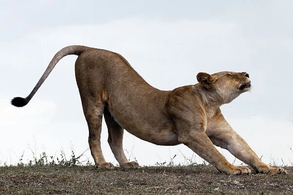 African Lion - lioness stretching before hunt - Ndutu area between Serengeti and Ngorongoro - Tanzania