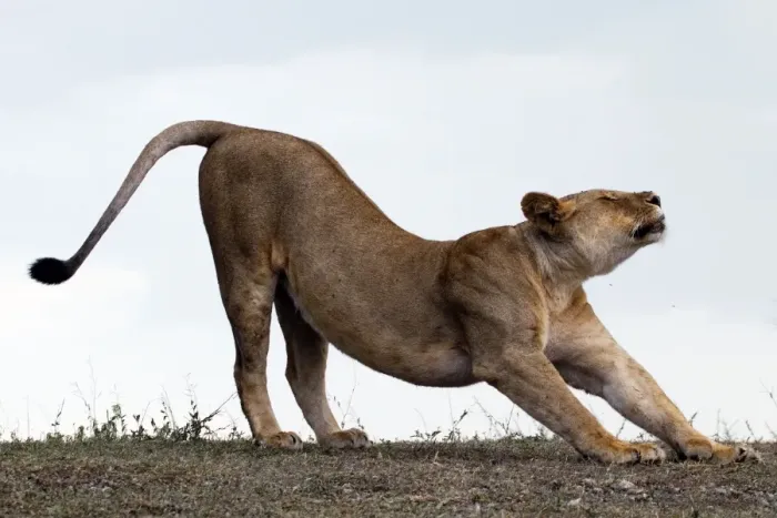 Framed Print : African Lion - lioness stretching before hunt - Ndutu area between Serengeti and Ngorongoro - Tanzania Framed Print : African Lion - lioness stretching before hunt - Ndutu area between Serengeti and Ngorongoro - Tanzania
