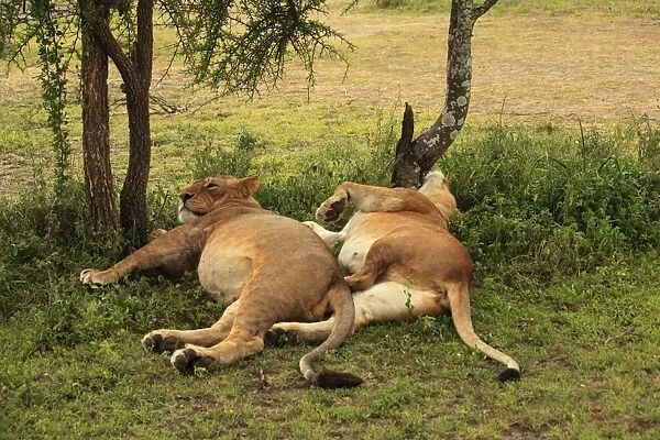 African Lion - lionesses laying down resting - Ngorongoro Crater Reserve - Serengeti - Tanzania