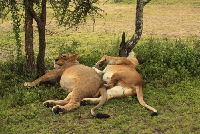 Framed Print : African Lion - lionesses laying down resting - Ngorongoro Crater Reserve - Serengeti - Tanzania Framed Print : African Lion - lionesses laying down resting - Ngorongoro Crater Reserve - Serengeti - Tanzania